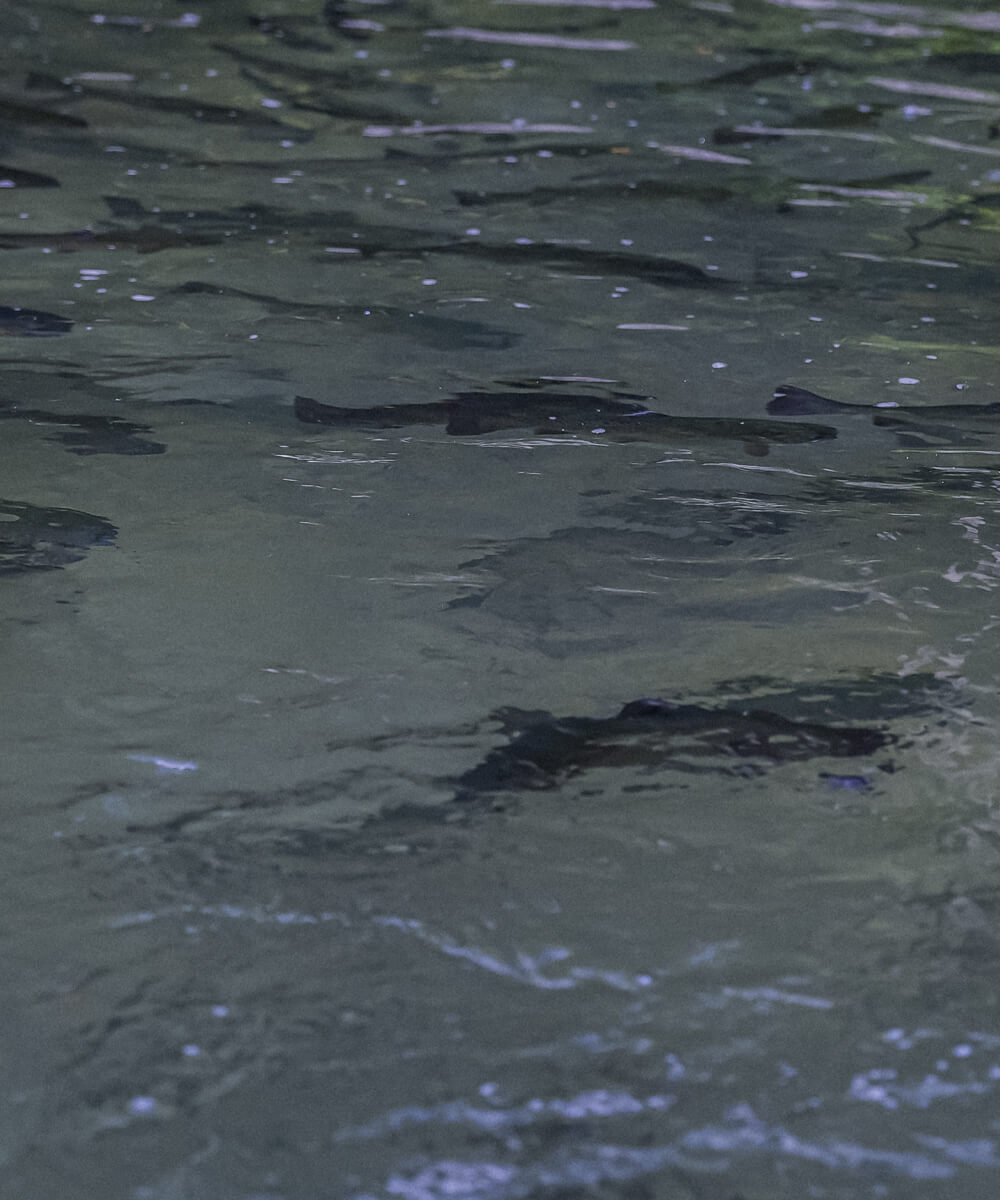 Гуамка форель